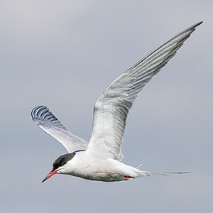 Common Tern